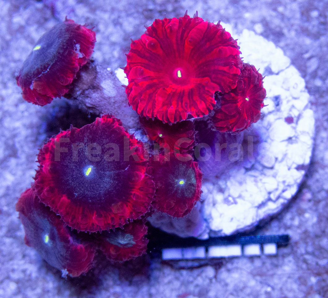 FK Blastomussa Merletti Combo (Red & Dark Night) FK1761