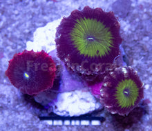 Load image into Gallery viewer, FK Blastomussa Merletti Combo (Green Hole &amp; Dark Night) FK1423