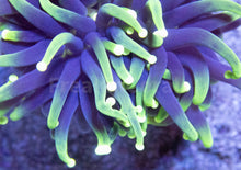 Load image into Gallery viewer, FK Hulk Torch Euphyllia (Ultra Green) FK1926