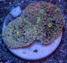 Load image into Gallery viewer, Neon Bloom Ricordea (Ricordea florida)