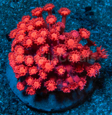 Crimson Flame Goniopora (Goniopora spp.)