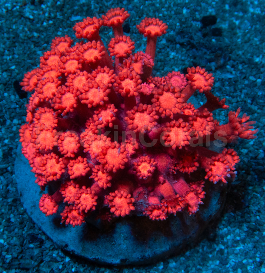 Crimson Flame Goniopora (Goniopora spp.)