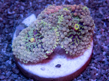 Load image into Gallery viewer, Neon Bloom Ricordea (Ricordea florida)