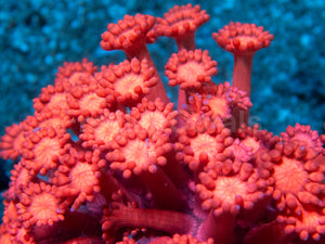 Crimson Flame Goniopora (Goniopora spp.)