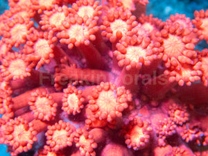 Crimson Flame Goniopora (Goniopora spp.)