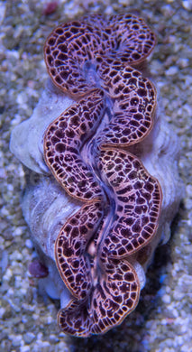 Royal Sunset Tridacna (Tridacna maxima)