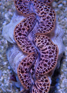 Royal Sunset Tridacna (Tridacna maxima)