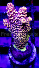 Load image into Gallery viewer, Acropora Frag Ultra (Acropora spp.)