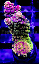 Load image into Gallery viewer, Acropora Frag Ultra (Acropora spp.)