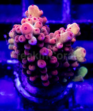Load image into Gallery viewer, Acropora Frag Ultra (Acropora spp.)