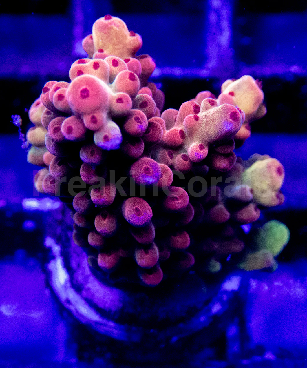 Acropora Frag Ultra (Acropora spp.)