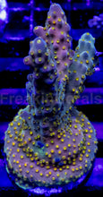 Carregar imagem no visualizador da galeria, Acropora Frag Ultra (Acropora spp.)