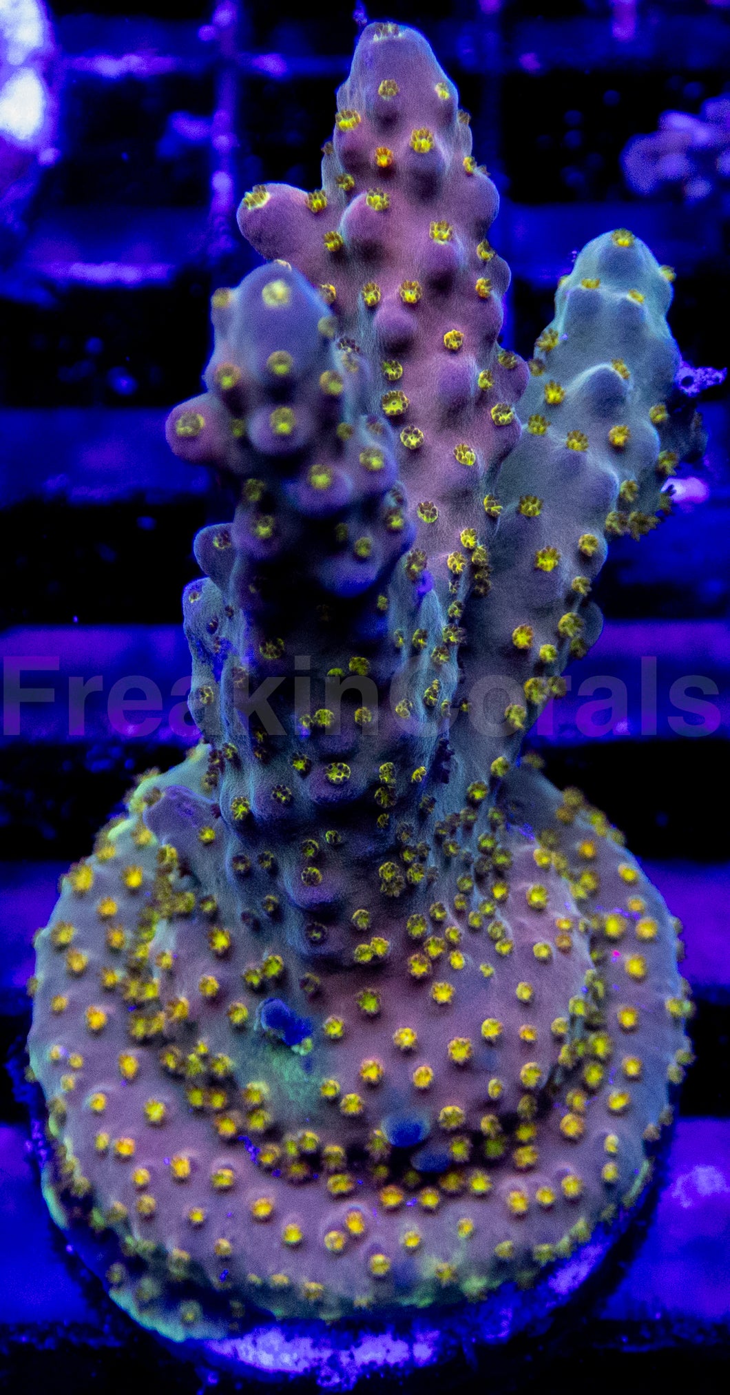 Acropora Frag Ultra (Acropora spp.)