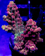 Carregar imagem no visualizador da galeria, Acropora Frag Ultra (Acropora spp.)