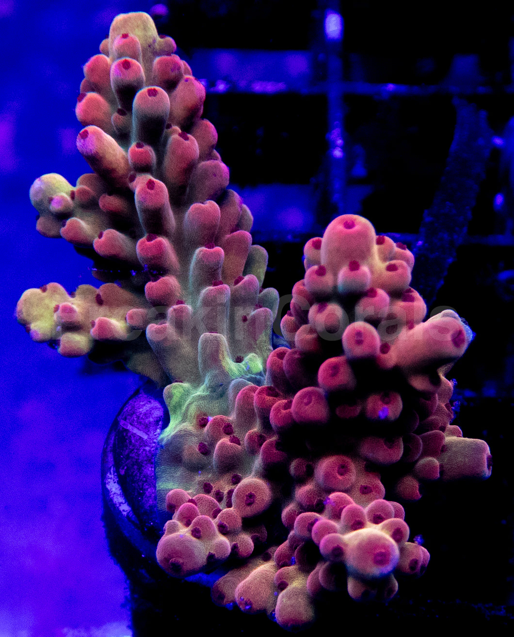 Acropora Frag Ultra (Acropora spp.)