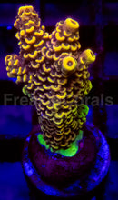 Load image into Gallery viewer, Acropora Frag Ultra (Acropora spp.)