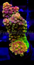 Load image into Gallery viewer, Acropora Frag Ultra (Acropora spp.)