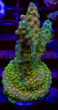 Carregar imagem no visualizador da galeria, Acropora Frag Ultra (Acropora spp.)