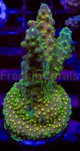 Acropora Frag Ultra (Acropora spp.)