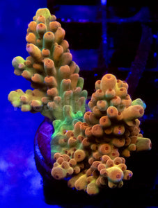 Acropora Frag Ultra (Acropora spp.)