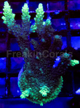 Load image into Gallery viewer, Acropora Frag Ultra (Acropora spp.)