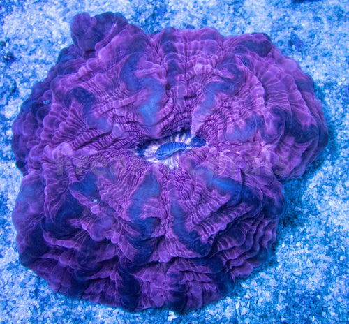 FK MAster Color Pink & Purple Cynarina (Collector Coral)