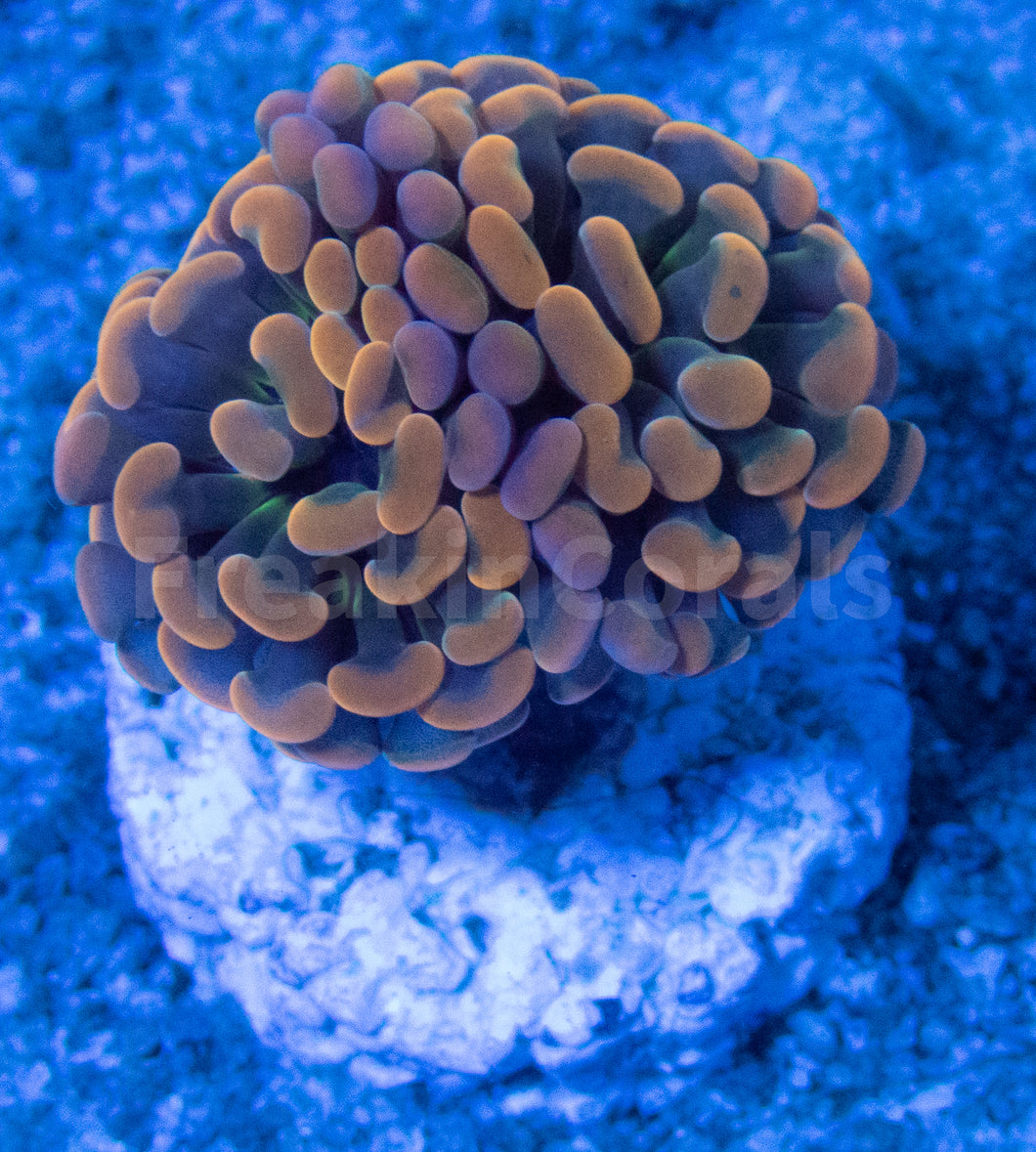 FK Bronze Hammer Green Paraancora Euphyllia (Two Heads)