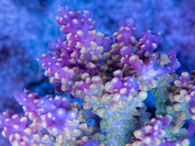 Load image into Gallery viewer, FK Purple Tips Cereallis Acropora