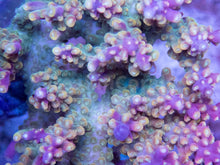 Carregar imagem no visualizador da galeria, FK Purple Tips Cereallis Acropora