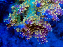 Load image into Gallery viewer, FK Purple Tips Cereallis Acropora