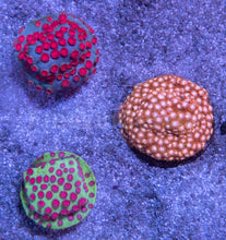 Carregar imagem no visualizador da galeria, Jason Fox Cyphastrea Pack - freakincorals.com