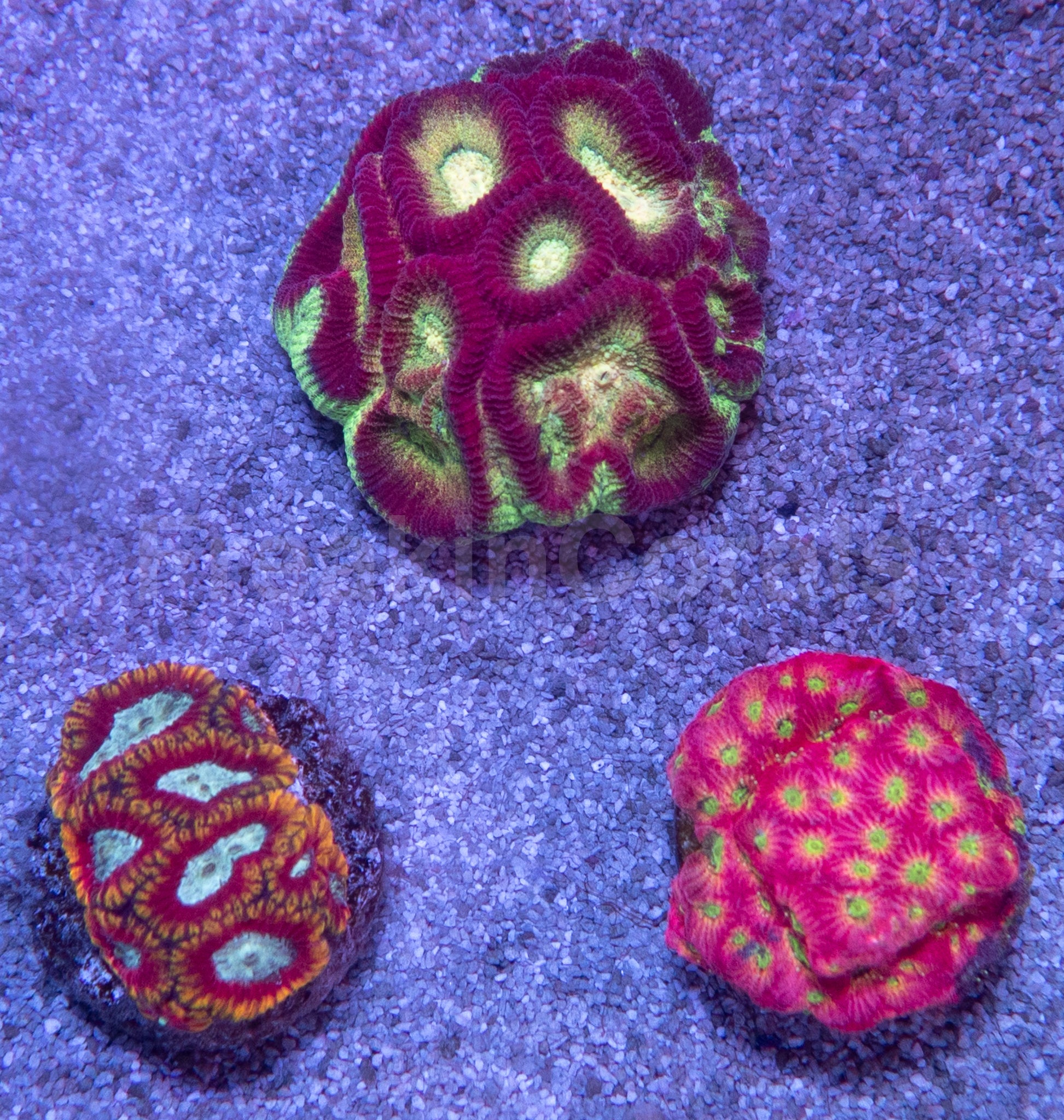 New Corals – freakincorals.com