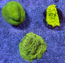 Load image into Gallery viewer, Toxic Glow LPS Pack - freakincorals.com