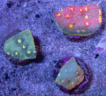 Load image into Gallery viewer, Ultra Color Chalice &amp; Mycedium Pack - freakincorals.com