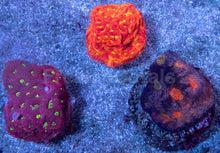 Carregar imagem no visualizador da galeria, USA Signature LPS Coral Pack - freakincorals.com