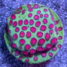 Carregar imagem no visualizador da galeria, Jason Fox Cyphastrea Pack - freakincorals.com