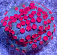 Carregar imagem no visualizador da galeria, Jason Fox Cyphastrea Pack - freakincorals.com