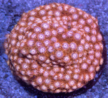 Carregar imagem no visualizador da galeria, Jason Fox Cyphastrea Pack - freakincorals.com