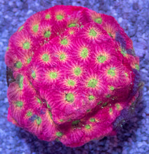 Load image into Gallery viewer, Jason Fox Favia &amp; Favites Signature Pack