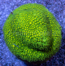 Load image into Gallery viewer, Toxic Glow LPS Pack - freakincorals.com