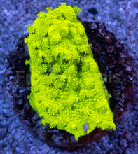 Load image into Gallery viewer, Toxic Glow LPS Pack - freakincorals.com