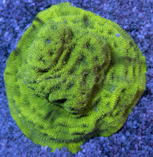 Load image into Gallery viewer, Toxic Glow LPS Pack - freakincorals.com