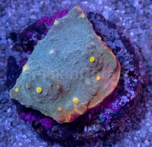 Load image into Gallery viewer, Ultra Color Chalice &amp; Mycedium Pack - freakincorals.com