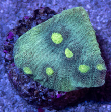 Load image into Gallery viewer, Ultra Color Chalice &amp; Mycedium Pack - freakincorals.com