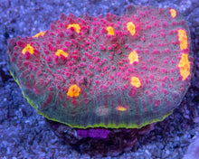 Load image into Gallery viewer, Ultra Color Chalice &amp; Mycedium Pack - freakincorals.com