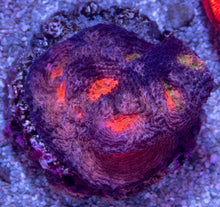 Carregar imagem no visualizador da galeria, USA Signature LPS Coral Pack - freakincorals.com