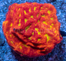 Carregar imagem no visualizador da galeria, USA Signature LPS Coral Pack - freakincorals.com