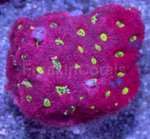 Carregar imagem no visualizador da galeria, USA Signature LPS Coral Pack - freakincorals.com