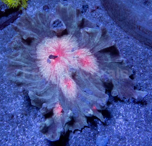 Scarlet Halo Pectinia (Pectinia spp.)