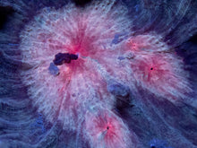 Load image into Gallery viewer, Scarlet Halo Pectinia (Pectinia spp.)